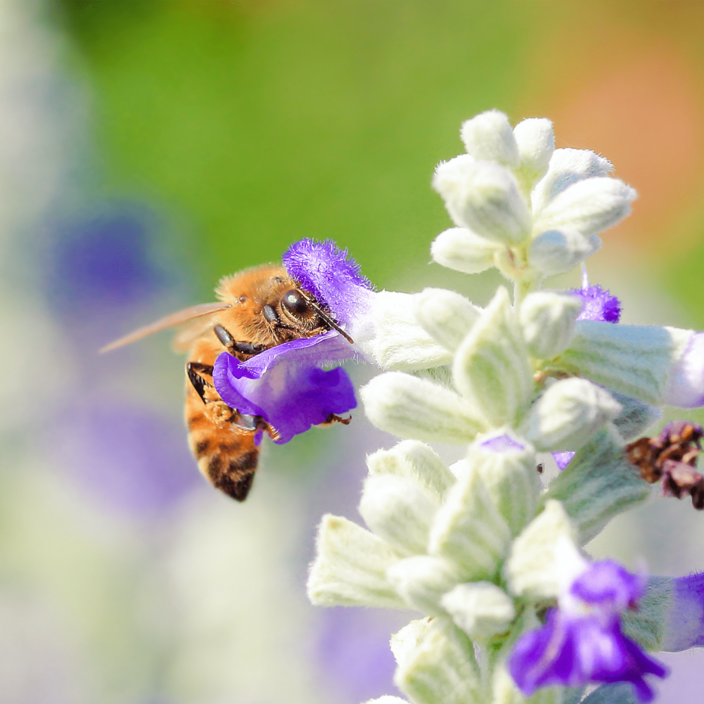 Save the Bees this spring.