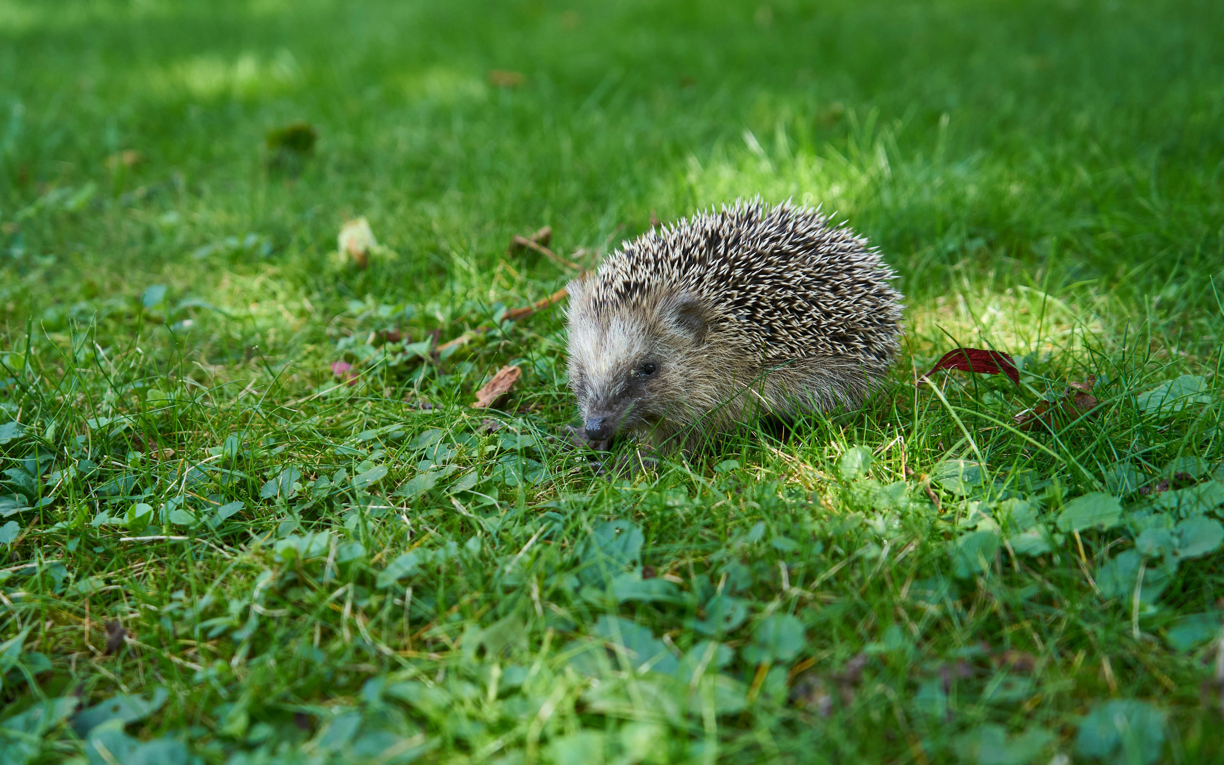 Hedgehog photographed by Lukas Seitz for Unsplash