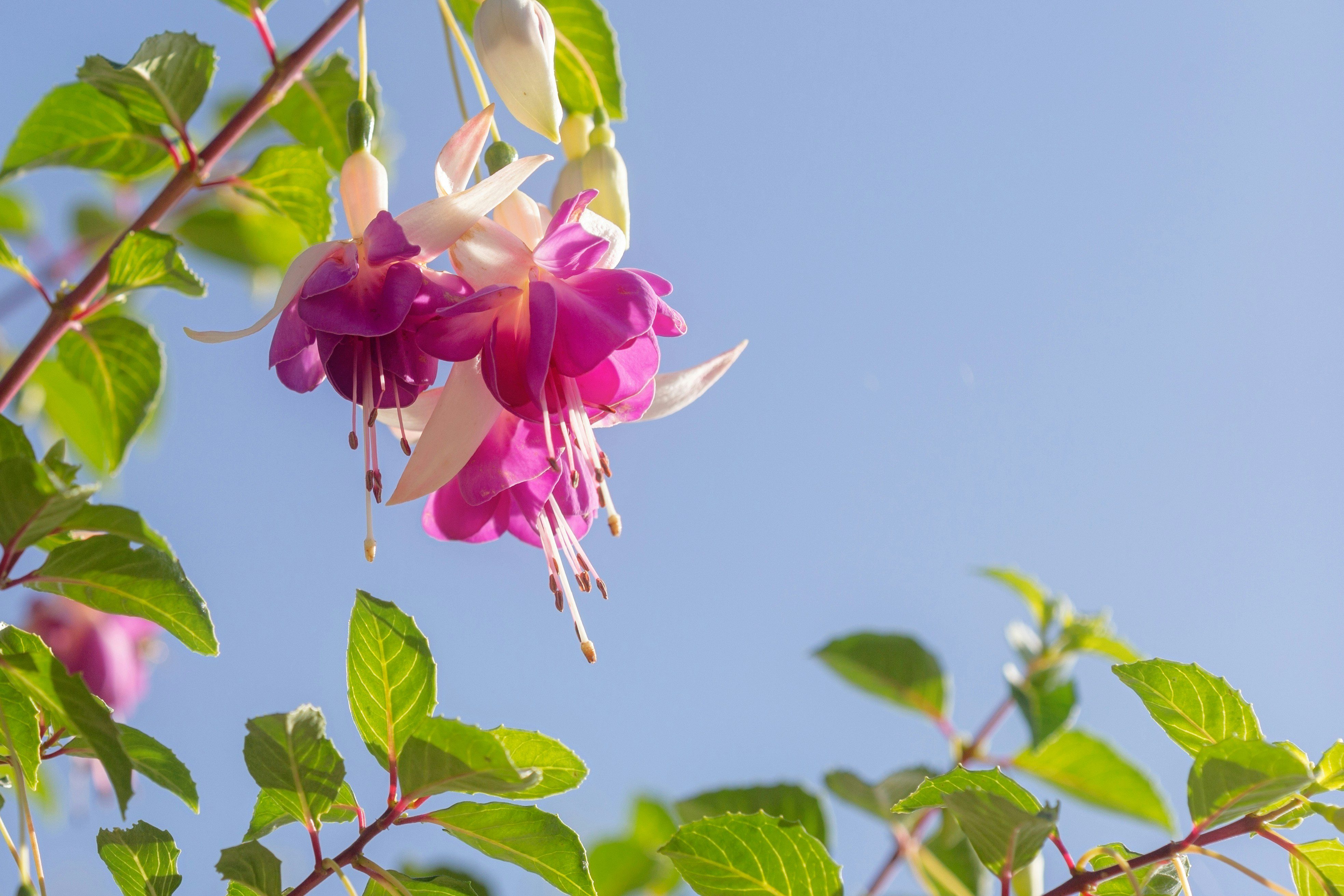 Sunlit pink Fuchsia flowers and green foliage set against a blue sky on a summer's day with some negative space top right. Photographed by Natalie Kinnear