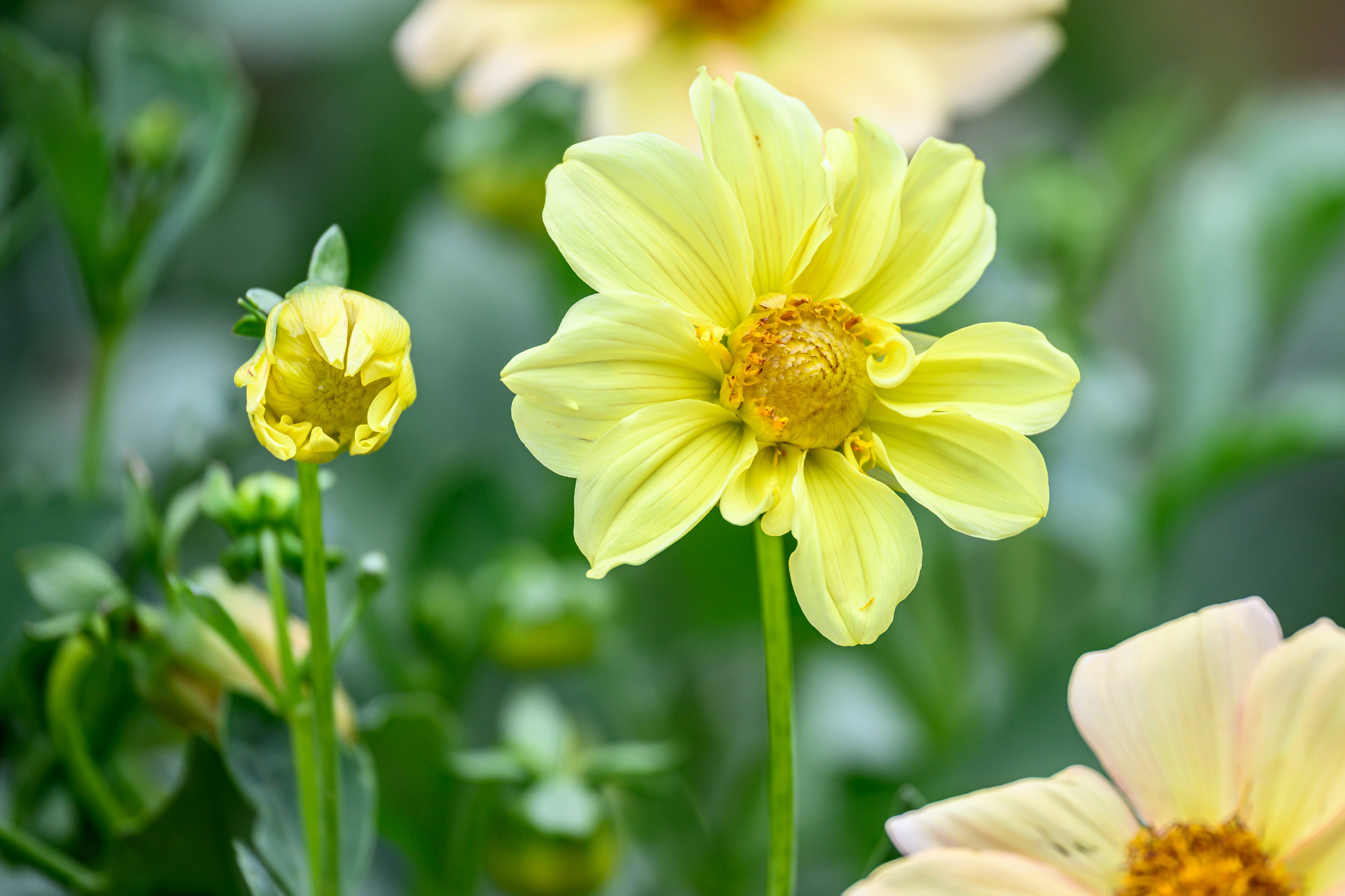 Dahlias photographed by pen_ash for Unsplash