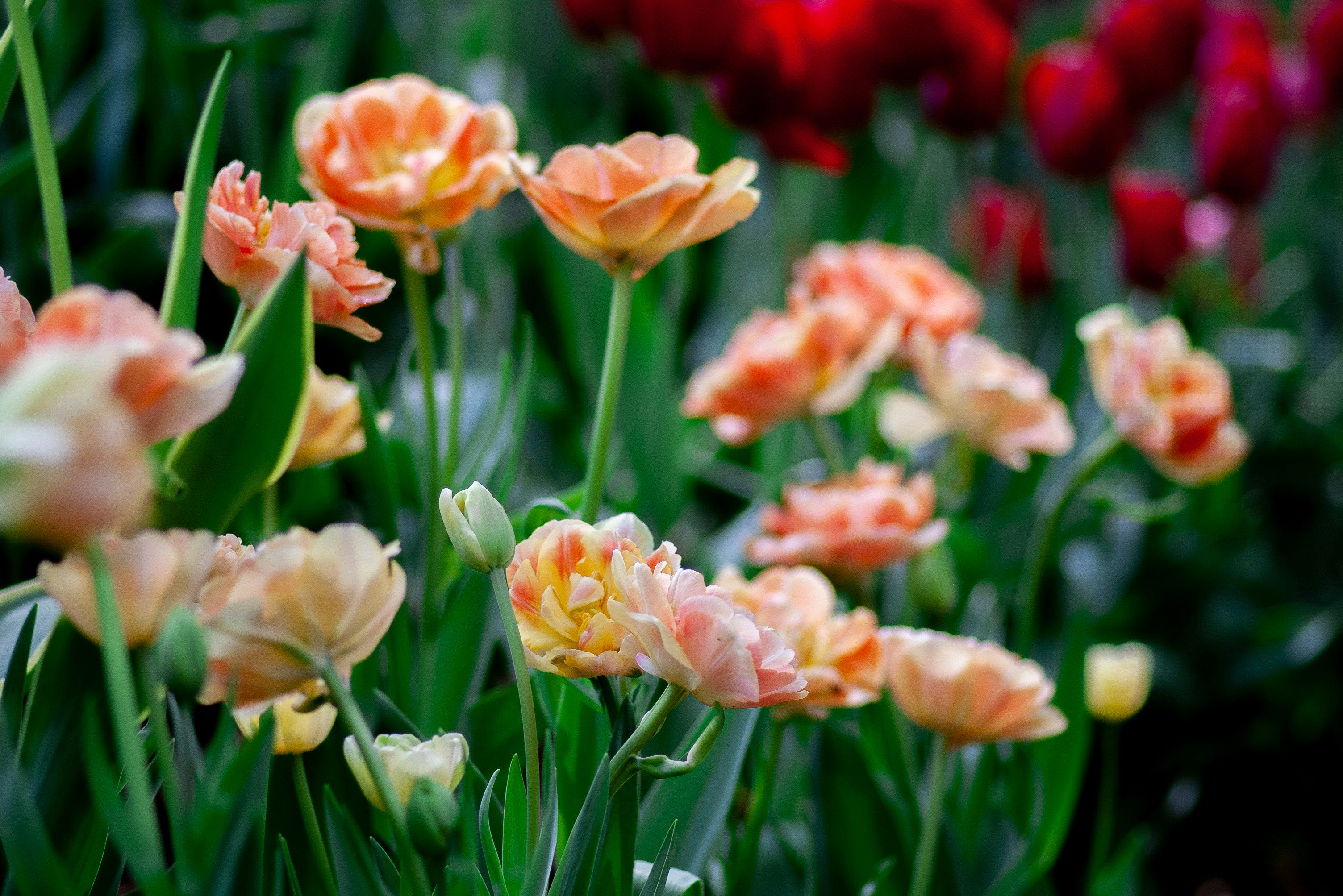 Pink tulips photographed by Yosksel Zok